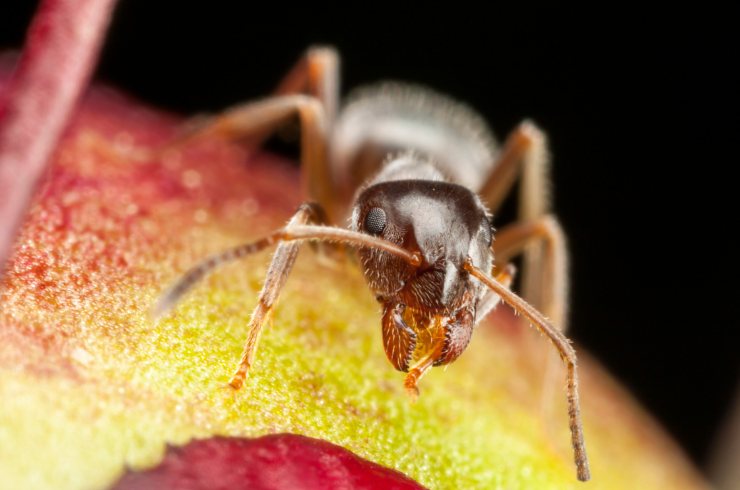 La formica faraone è uno degli ospiti indesiderati in casa in autunno