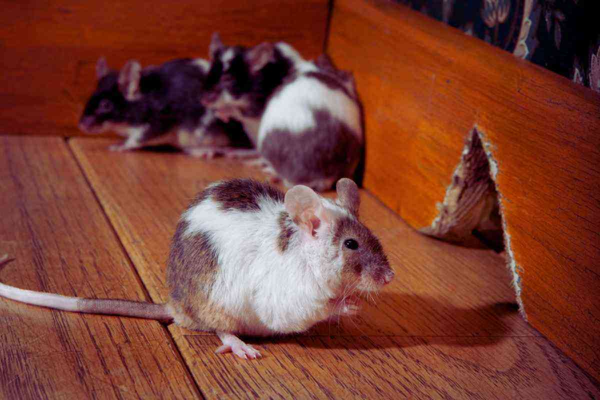 rimedio naturale ma fortissimo contro i topi